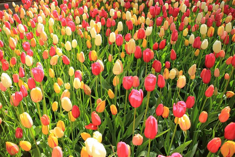Striking blooming tulips in different colours, left side in the sun and the right side in the shadow in the flower garden Keukenhof in beautiful spring, stock photo