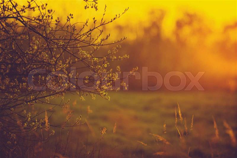 Warm Sunset Light Landscape. Spring Sunset on the Edge of the Forest, stock photo