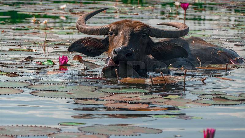 Buffalo, Buffalo swimming. and eating water lily, stock photo