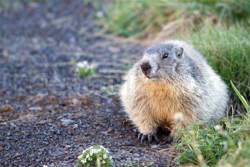 A cute marmot in the alps, stock photo