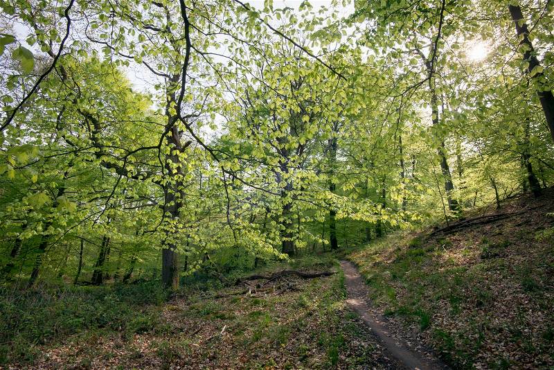 Path way in an early Danish spring green forest, stock photo