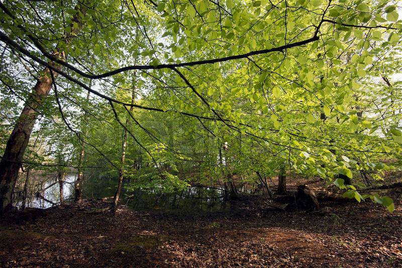 Beautiful early horizontal Danish springtime beech forest, stock photo