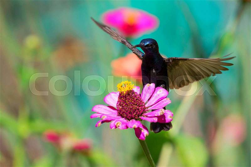 Image of a bird (purple sunbird) perched on flowers. Wild Animals, stock photo