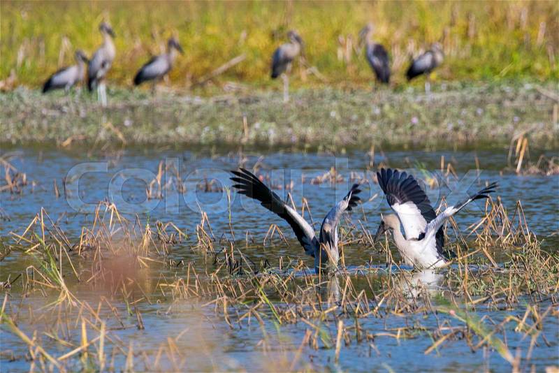 Image of flocks asian openbill stork. Wild Animals. Birds, stock photo