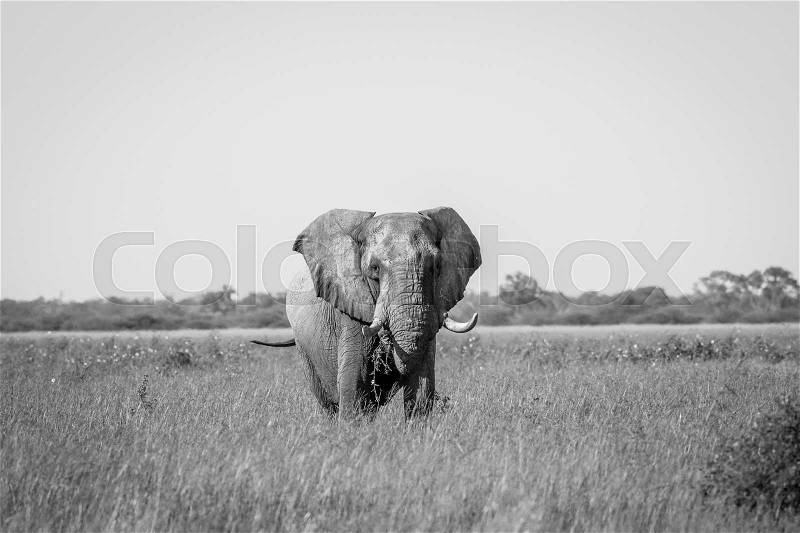Elephant standing in high grass in black and white in the Chobe National Park, Botswana, stock photo