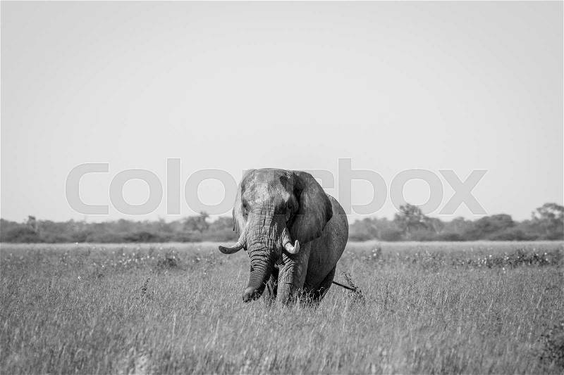 Elephant standing in high grass in black and white in the Chobe National Park, Botswana, stock photo