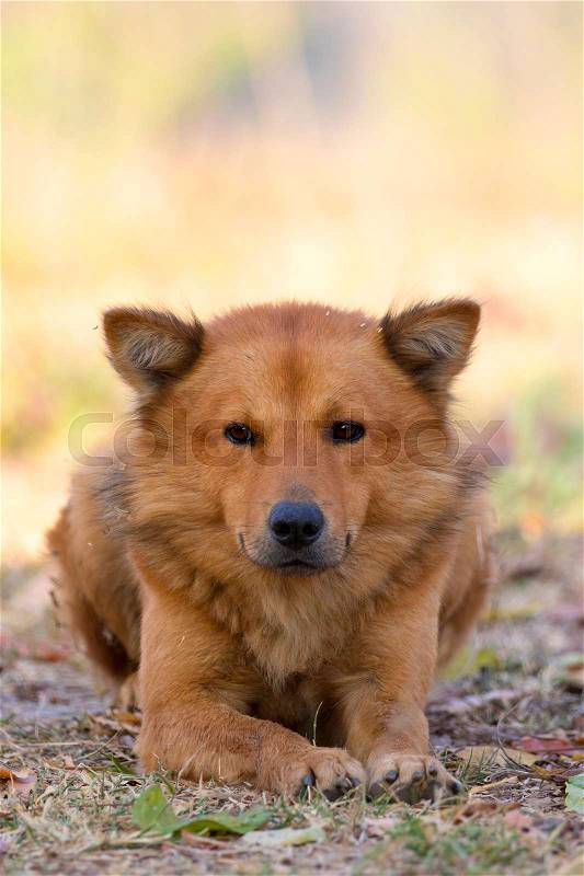 Image of brown dog on nature background. Pet, stock photo