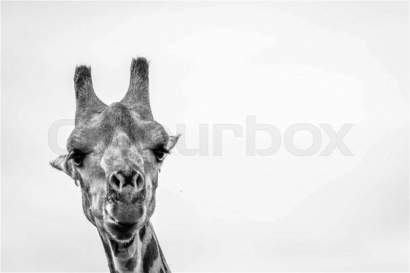 Close up of a Giraffe in black and white in the Okavango delta, Botswana, stock photo