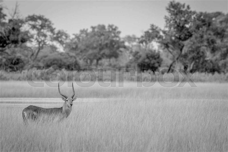 Lechwe starring at the camera in black and white in the Okavango delta, Botswana, stock photo