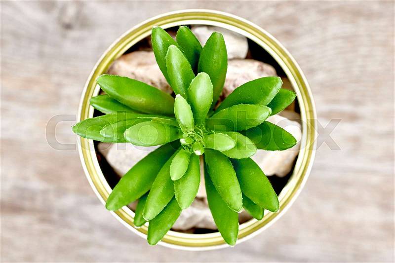 A studio photo of succulent decorative plants, stock photo