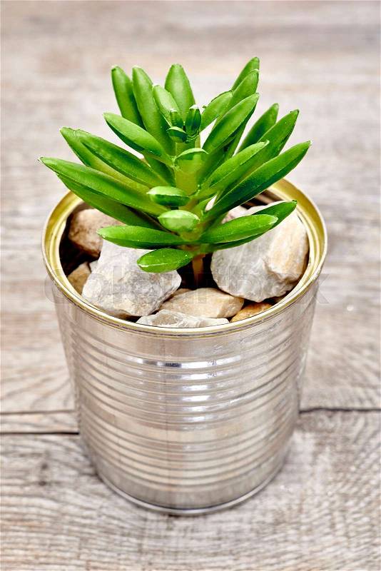 A studio photo of succulent decorative plants, stock photo