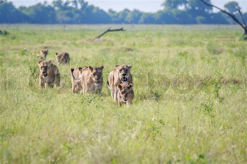 Pride of Lions walking in high grass in the Chobe National Park, Botswana, stock photo
