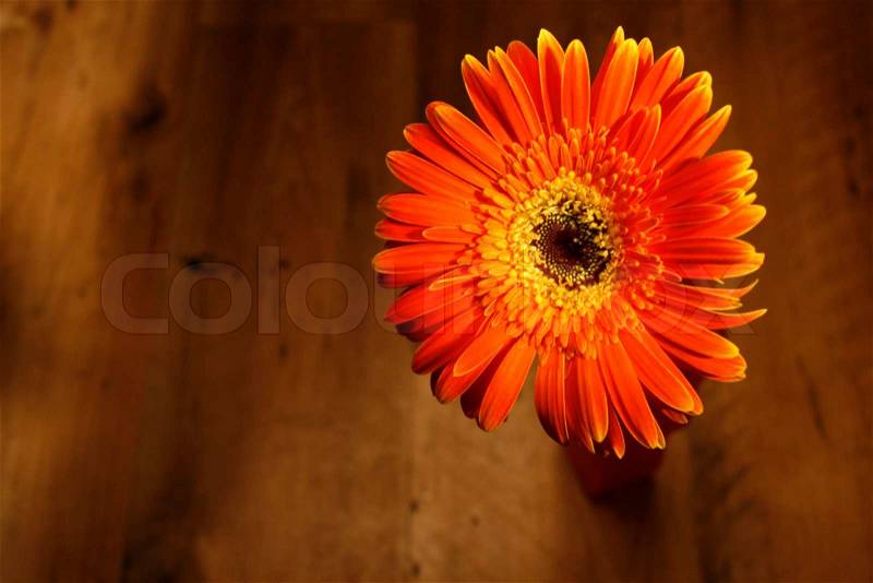 Orange flower on brown floor, stock photo