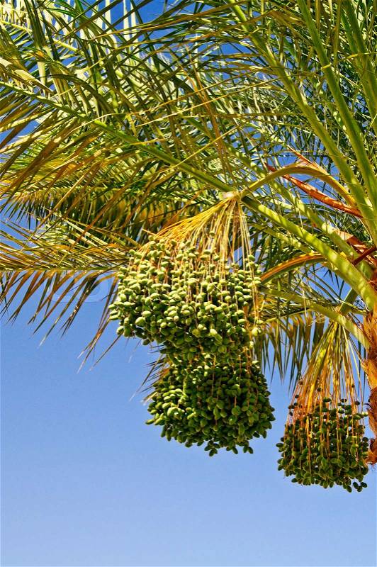 Date palm with bunches of unripe dates, stock photo