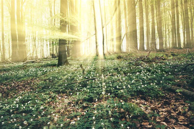 Growth and flowers on forest ground with rays of sunlight shining through trees, stock photo