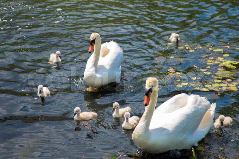 Swan family. Father swan, mother swan and swan\'s chicks together, stock photo