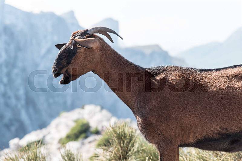 Profile of goat with open mouth in front of mountains in distant background, stock photo