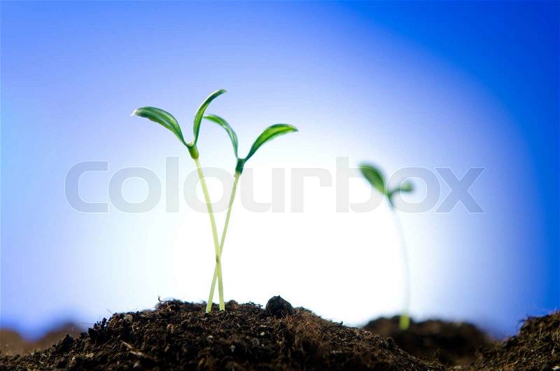 Green seedlings in new life concept, stock photo