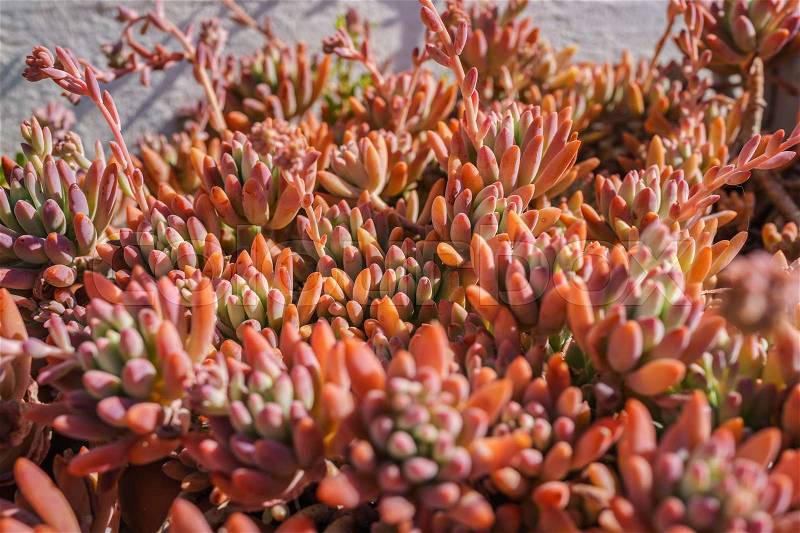 Closed up of colorful red and orange cactus succulent in bright daylight, stock photo