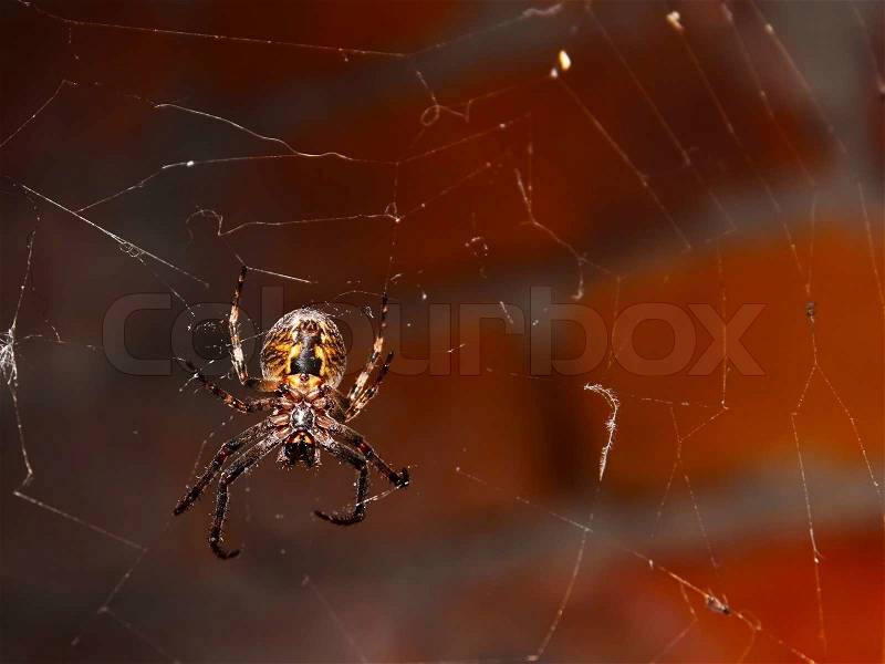 Big spider hanging on a web against brick wall | Stock Photo | Colourbox How To Hang Spiders On Brick House