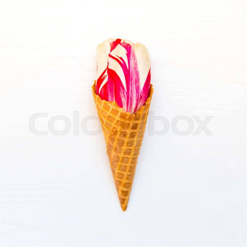 Tulip flower in the ice cream waffle cone, stock photo