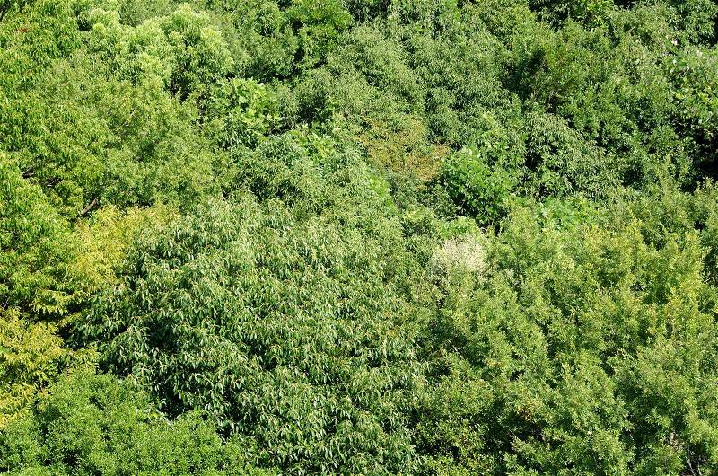 Forest canopy as seen from above, stock photo