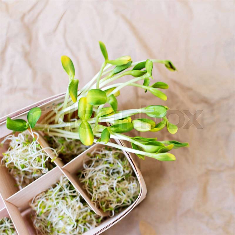 Mixed organic micro greens on craft paper. Fresh sunflower and heap of alfalfa micro green sprouts for healthy vegan food cooking. Healthy food and diet concept. Cut microgreens, top view, stock photo