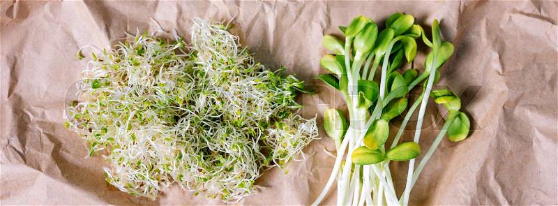 Mixed organic micro greens on craft paper. Fresh sunflower and heap of alfalfa micro green sprouts for healthy vegan food cooking. Healthy food and diet concept. Cut microgreens, top view, banner for website, stock photo