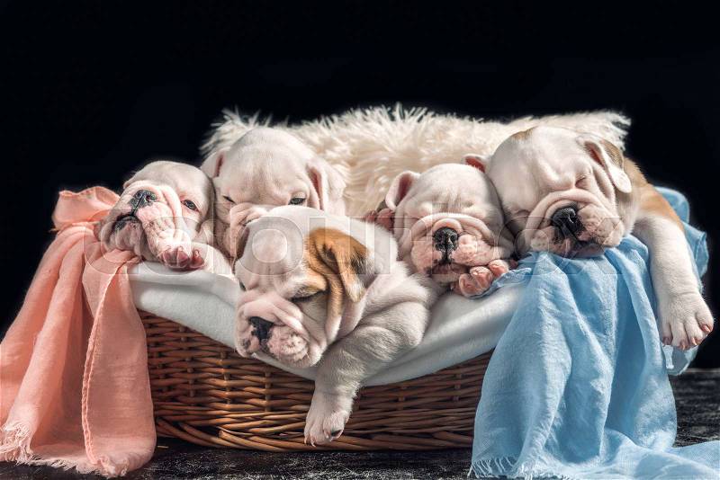 Group of English bulldog puppies sleeping in the basket , stock photo