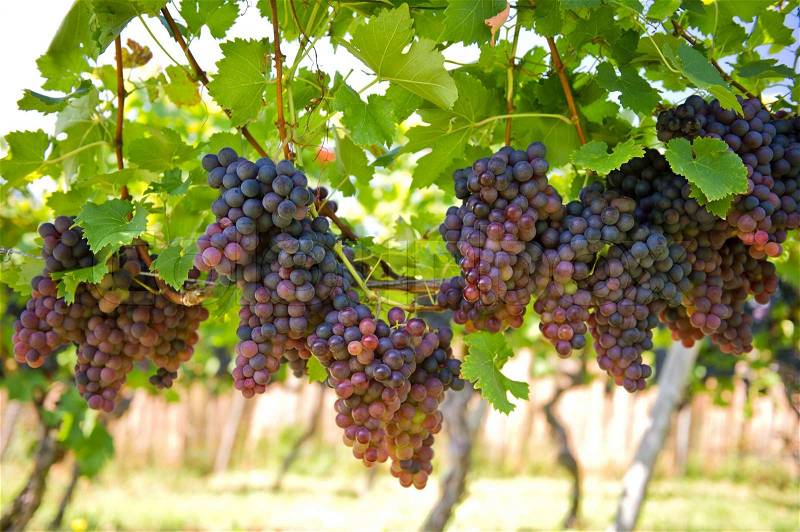 Purple red grapes on the vine with green leaves, stock photo