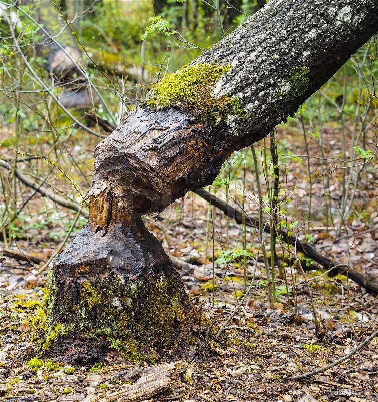 Closeup of a birch tree fallen after being eaten by beaver with green moss, stock photo