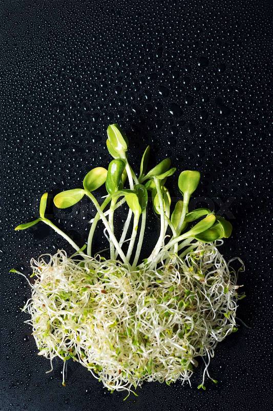 Mixed organic micro greens on black background with water drops. Fresh sunflower and heap of alfalfa micro green sprouts for healthy vegan food cooking. Healthy food and diet concept. Cut microgreens, top view, stock photo