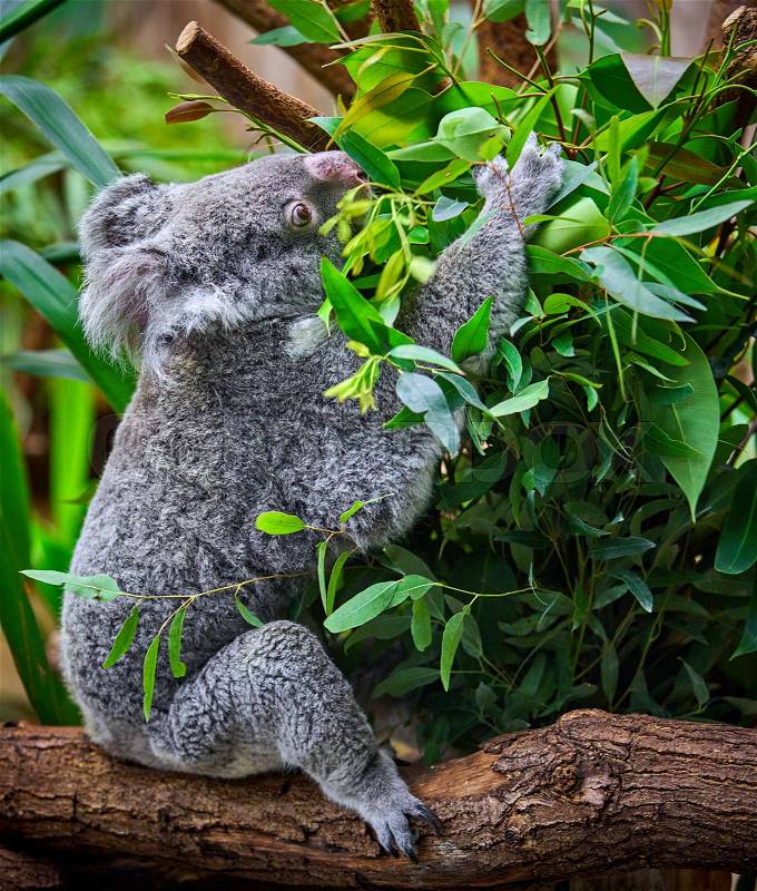 Koala Bear. A cute of koala, stock photo
