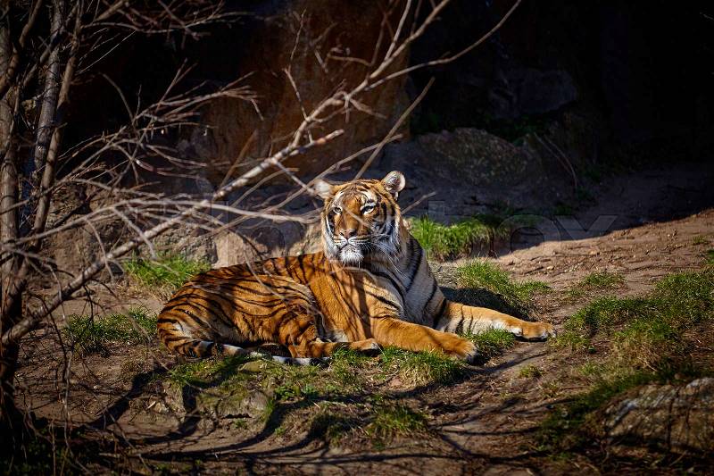 Cute tiger. Tiger in beautiful evening sun, stock photo