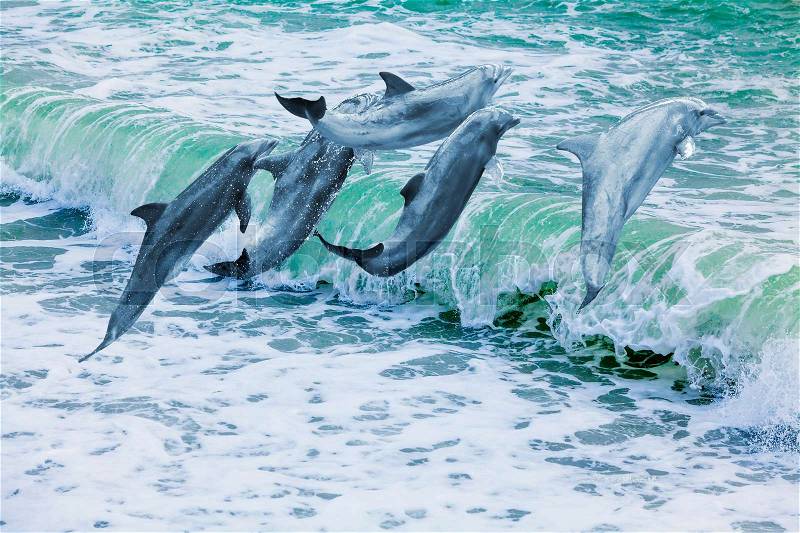 Dolphins in the sea. beautiful dolphins jumping over breaking waves. Dolphin jumping above blue water, stock photo