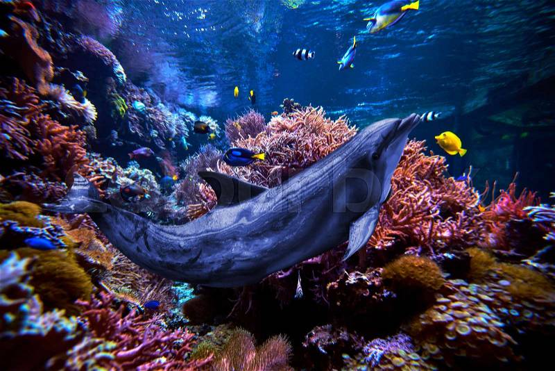 Tropical Fish on a coral reef. dolphin underwater. Dolphins in the sea, stock photo