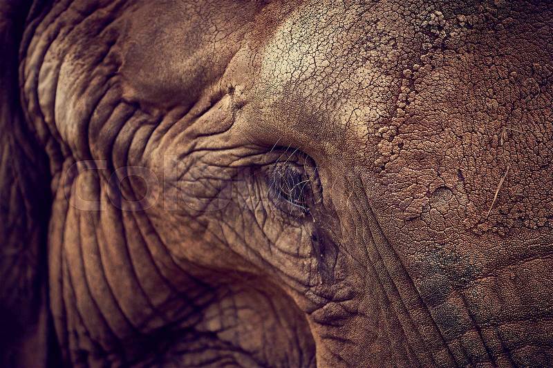 Eye of an elephant. African Elephant, stock photo
