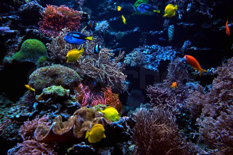 Tropical Fish on a coral reef, stock photo