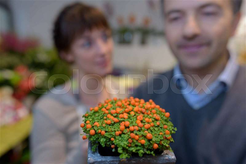 People in background behind plant with orange buds, stock photo