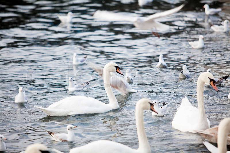 White Swans. swans on a lake. Group of swans, stock photo