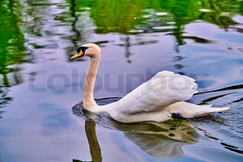 White swan on a lake , stock photo