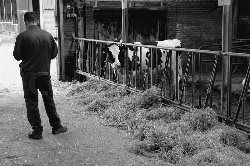 A looking cow and a farmer in coverall is looking on his mobile phone in the stable of the farm at the country side in black and white, stock photo