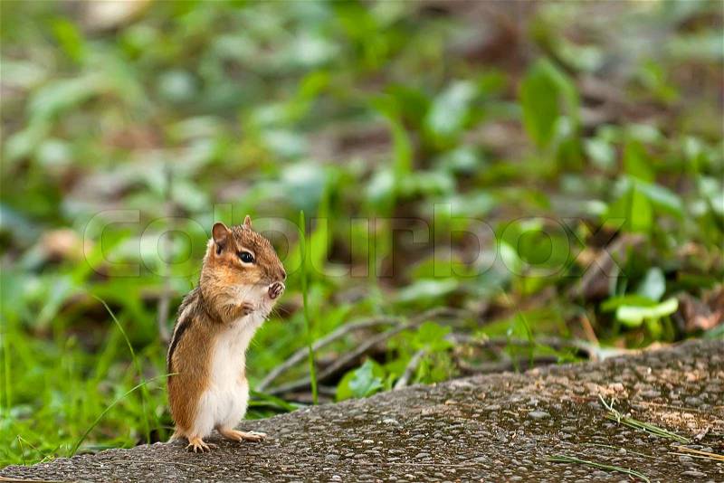 The chipmunk sits on back pads, stock photo