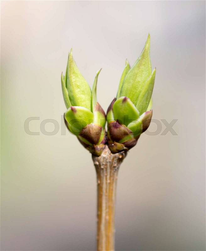 A green bud grows on a tree in the spring , stock photo