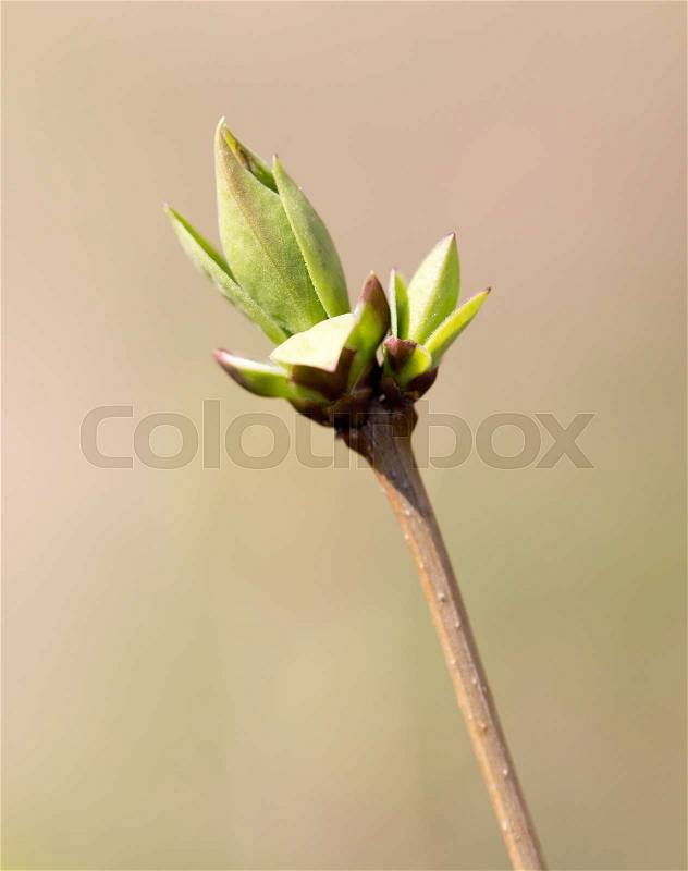 A green bud grows on a tree in the spring , stock photo