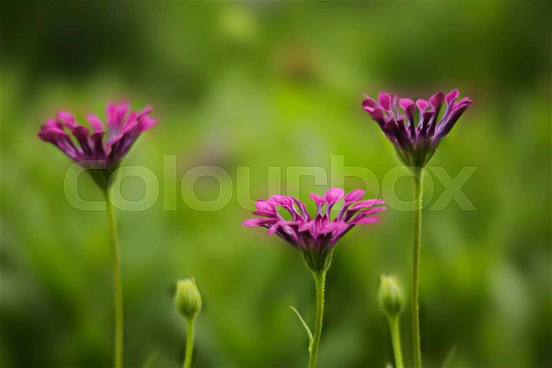 Delicate magenta flower petals curled up at dusk. Shallow dof with bokeh blur, stock photo