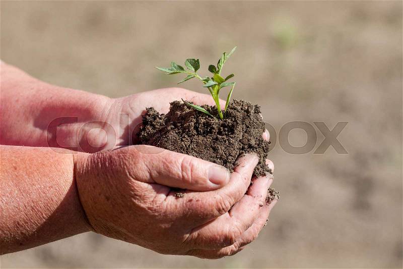 Woman hand holding a little green plant, stock photo