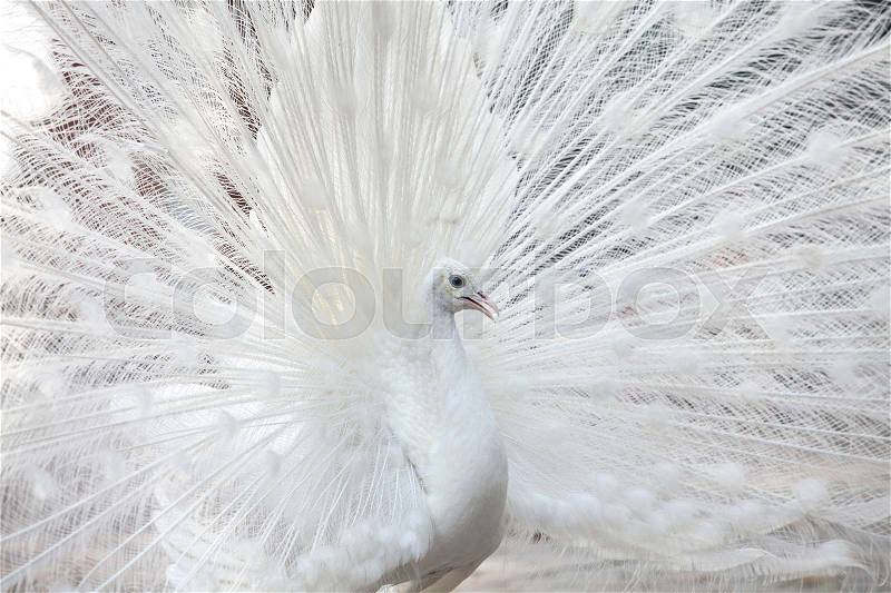 Portrait Of White Peacock During Courtship Display, stock photo
