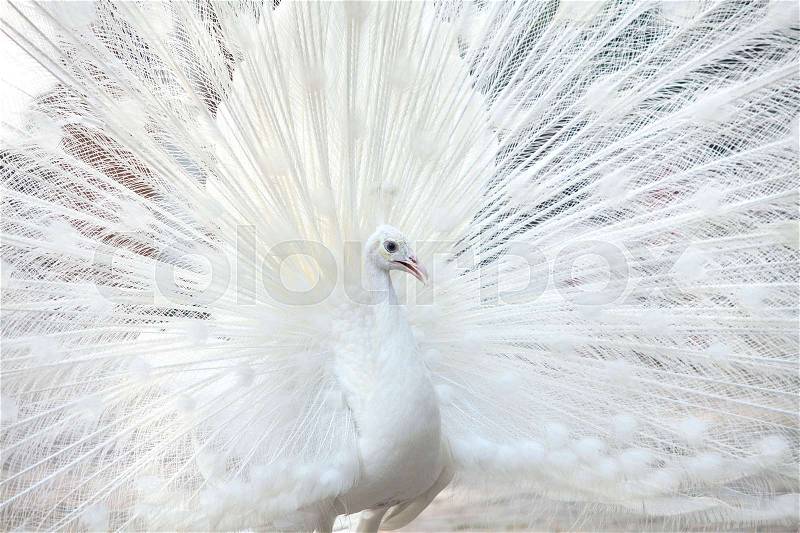Portrait Of White Peacock During Courtship Display, stock photo