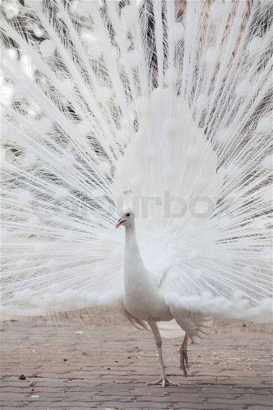 Portrait Of White Peacock During Courtship Display,white peacock shows its tail (feather), stock photo